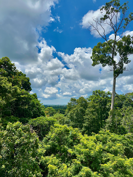 Kabili Sepilok Forest Reserve 1 Print