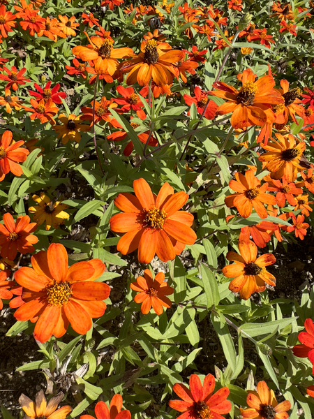 Orange Flowers Seoul South Korea Print