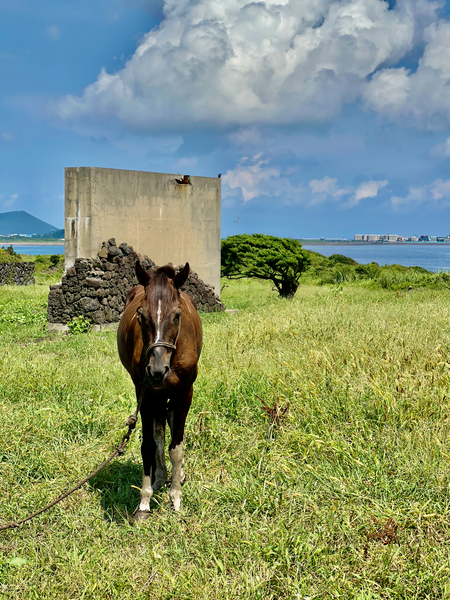 Seopjikoji Jeju South Korea 2 Print