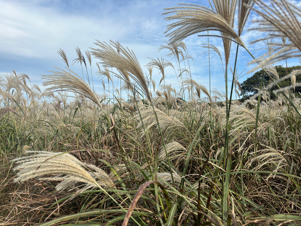 Stone Park Jeju South Korea 1 Print