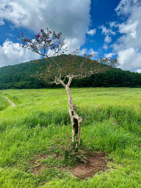 The Tree Jeju South Korea Print