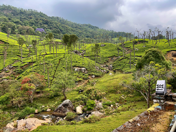 101 Tea Plantations Print