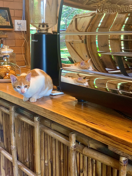 A Cat Named Cappucino Print