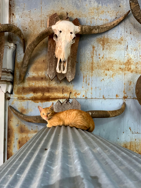 A Cat with Horns Print