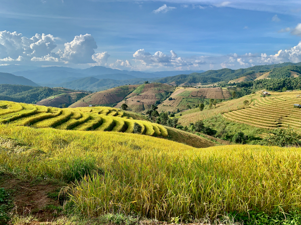 Amazing Rice Fields Print