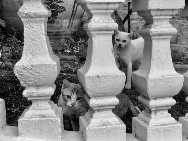 BW Cats Peaking Through Print