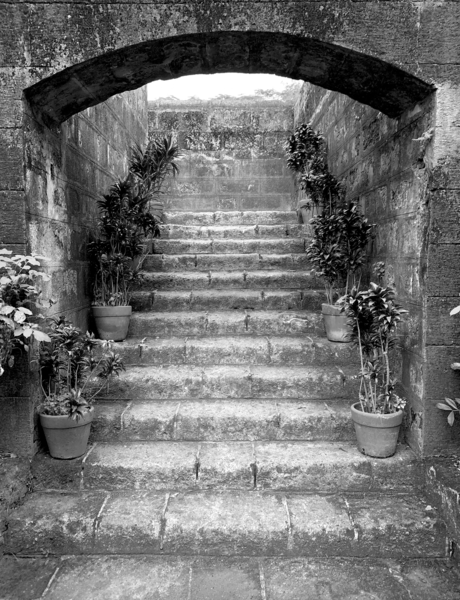 BW Stairs  Plants Print