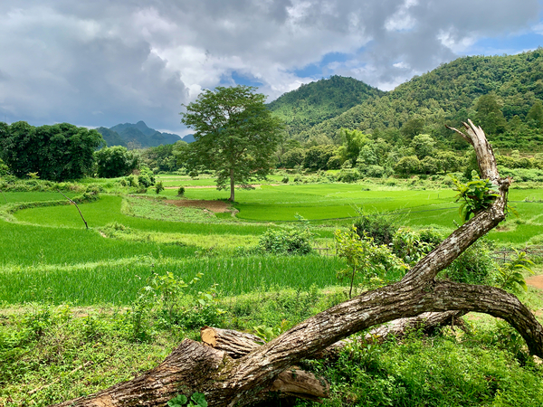 Beautiful Green Scenery Print