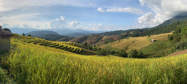 Beautiful Rice Field 2 Print