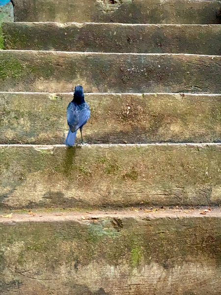 Bird Climbing the Stairs Print