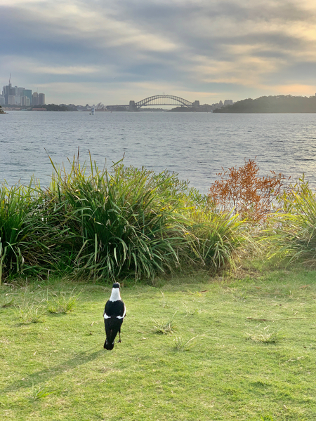 Bird Looking at the Bridge Print