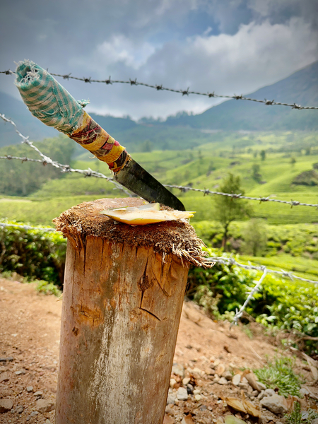 Coconut Knife 2 Print