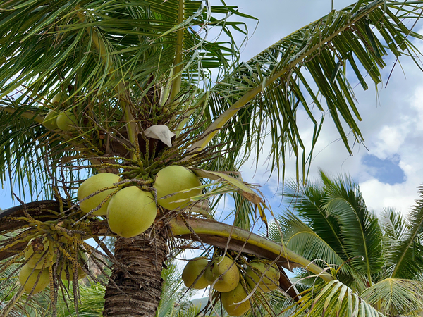 Cocunuts in the sky Print