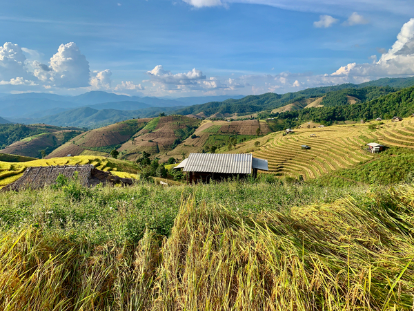 Colorful Rice Fields Print