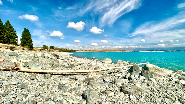 Dead Wood in Front of the Lake Print