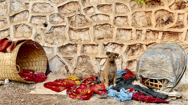 Dog Taking Over a Shop Print
