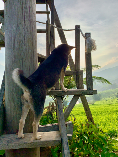 Dog Watching the Sunset Print