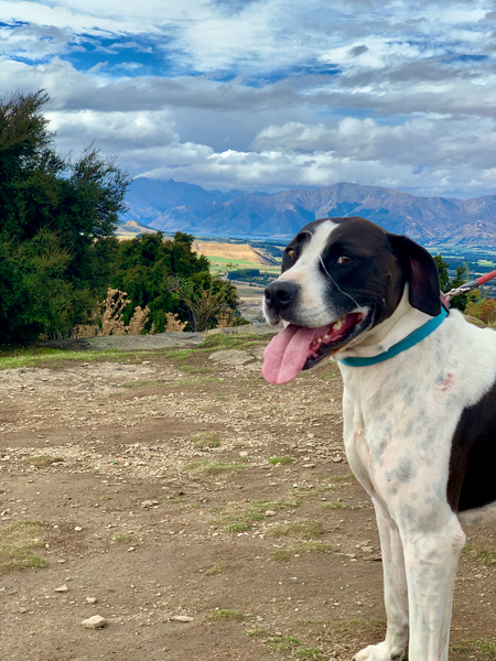 Dog on Mount Iron New Zealand Print