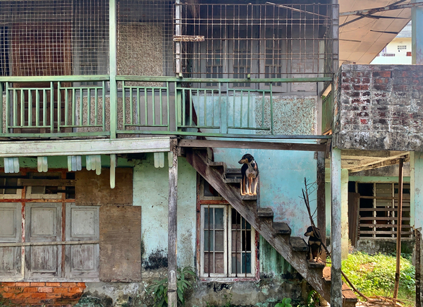 Dogs Looking Right Print