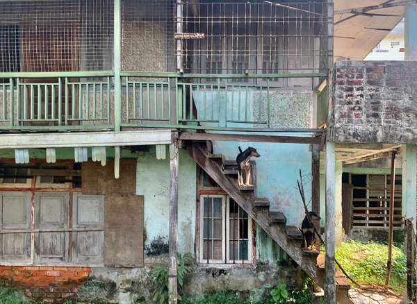 Dogs looking Left Print