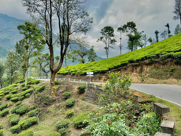 Drive Through Tea Plantations Print