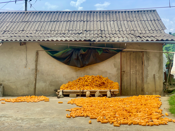 Dry Corn House Print