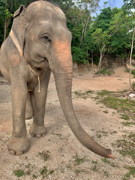 Elephant Trunk Sideways Print