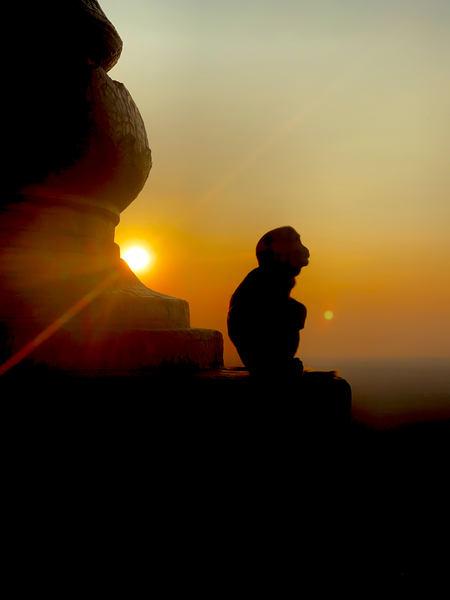 Enlightened Monkey at Sunset Print