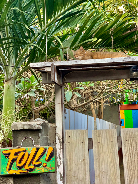 Full House Kitty Cat Print