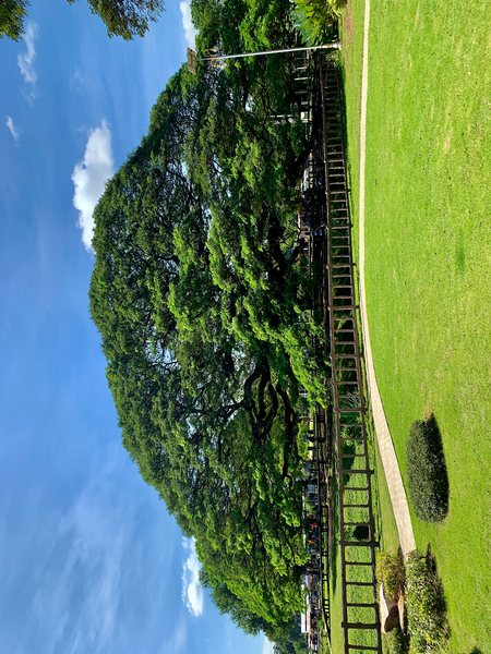 Giant Raintree 2 Print