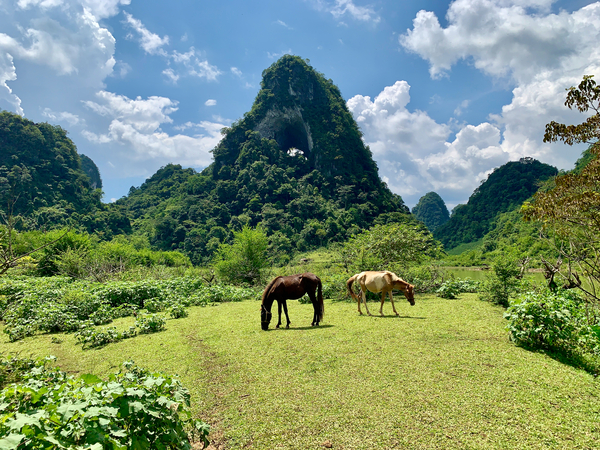 Horses by Angle Eye Mountain Print