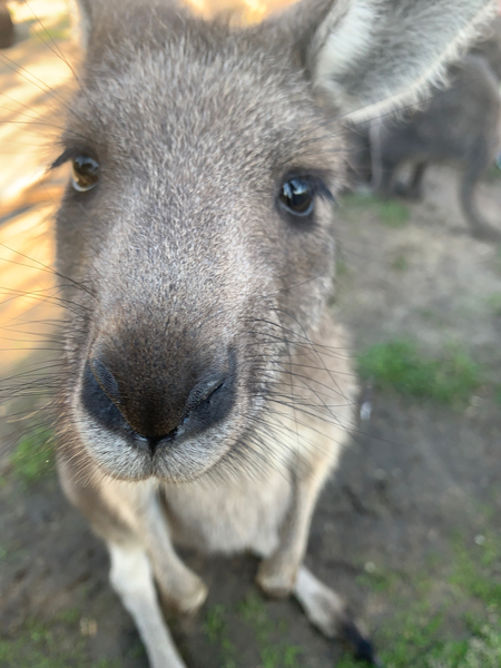 Kangaroo Close Up Print