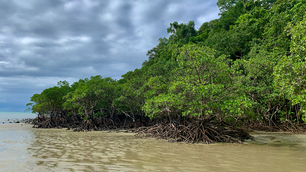 Mangroves Print