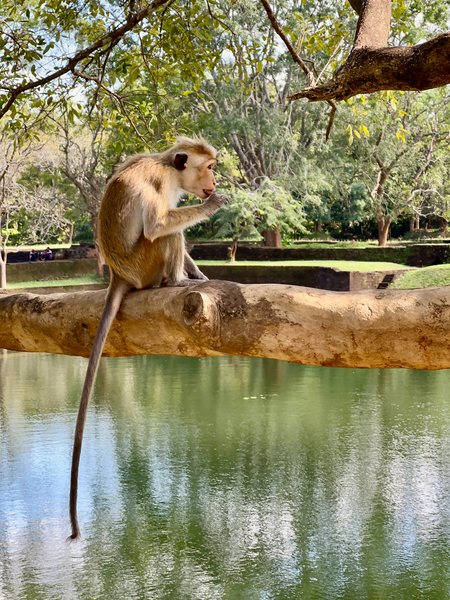 Monkey on a Branch Print
