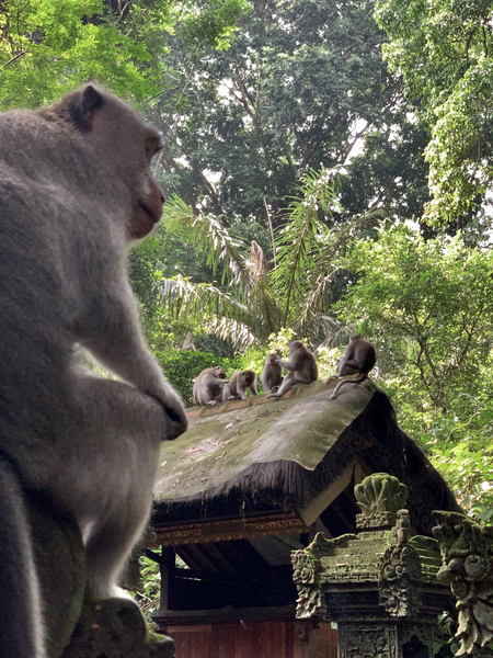 Monkeys on the Roof Print