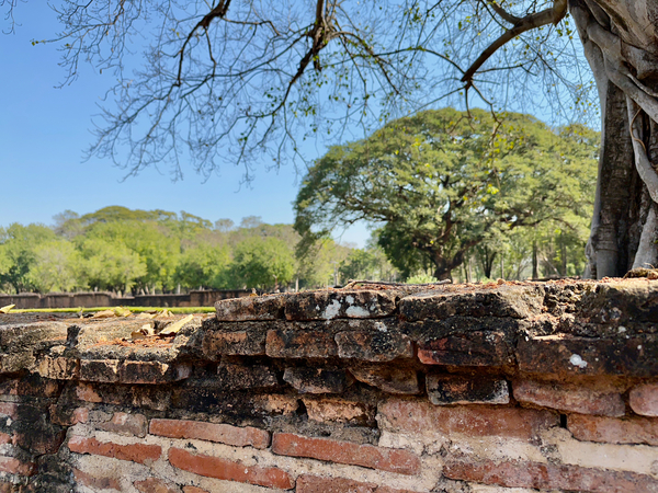 Nature Behind the Wall Print
