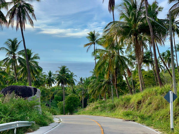 Palm Tree Road Print