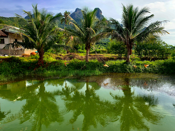 Palm Tree Trio Reflections Print