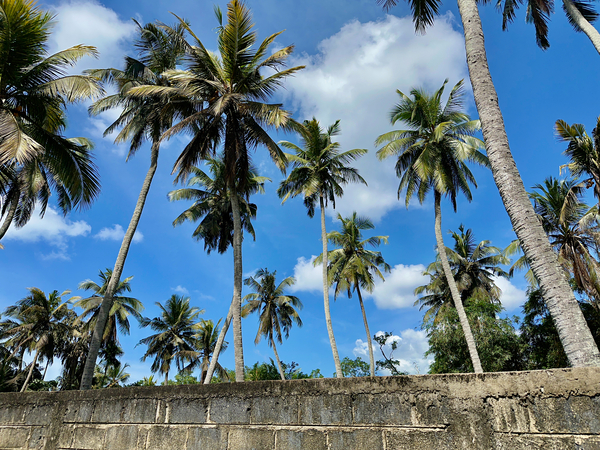 Palm Trees behind the Wall Print