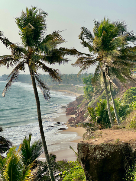 Palm Trees by the Beach Print