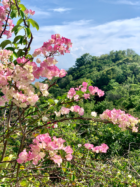 Pretty Pink Flowers Print
