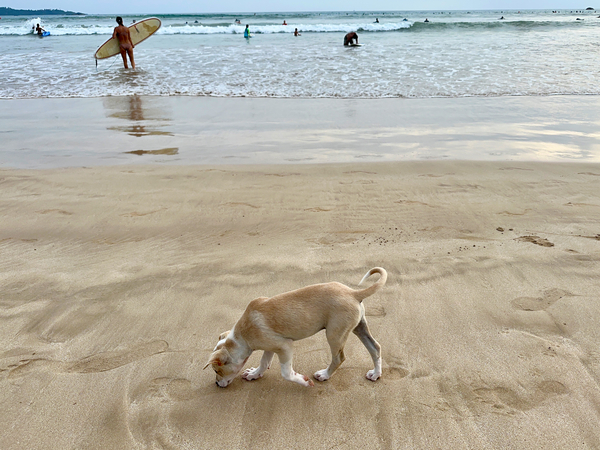 Puppy Walking on the Beach Print