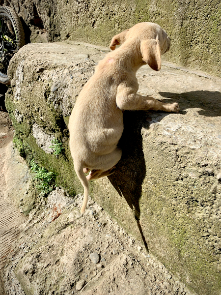 Puppy s efforts Print