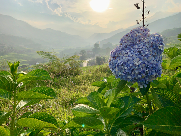 Purple Flowers for Sunset Print