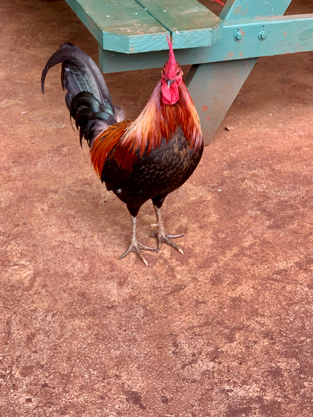 Rooster by the Table Print