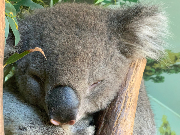 Sleep Well Koala Print