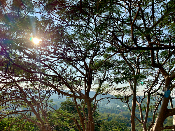 Sun Through the Tree Print