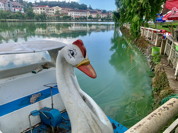 Swan Boat on the Lake Print