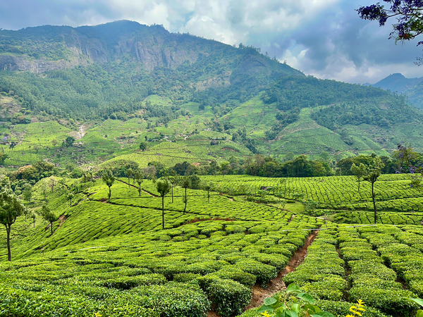 Tea Plantations 2 Print