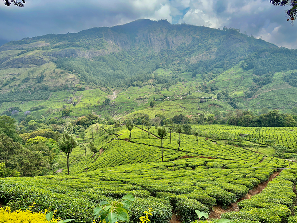 Tea Plantations 3 Print